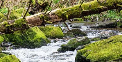 Wald-Wissen