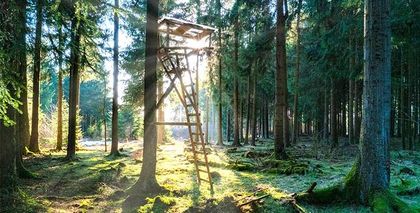 Wald-Projekte
