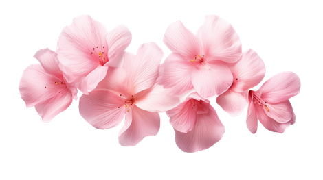 Un bouquet de fleurs délicates, rose pâle, disposé sur un fond blanc.