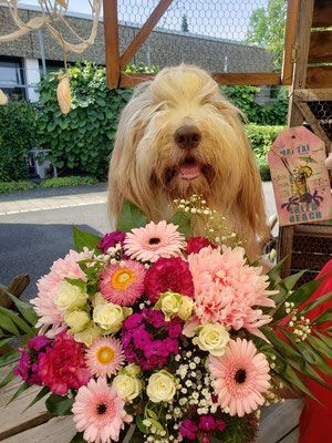 Pusteblume – Blumen und Geschenke - Blumensträuße