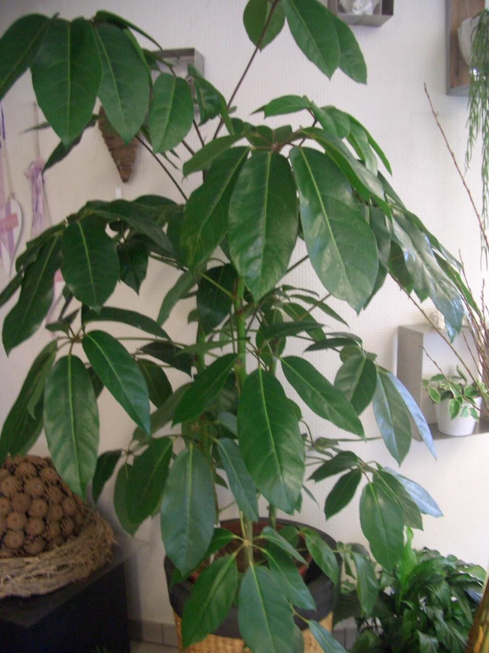 Bluemelade zum Rösslihof