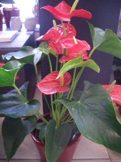 Bluemelade zum Rösslihof