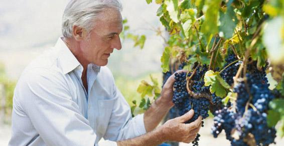 Vin producteurs récoltants, vente directe - pied de vigne et vendan