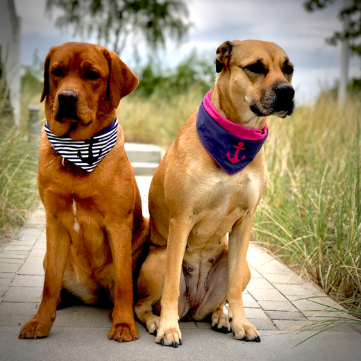 Bild zeigt zwei Hunde im Garten
