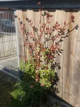 Blühender Strauch im Topf mit rosa Blüten vor einem Holzzaun im Sonnenlicht