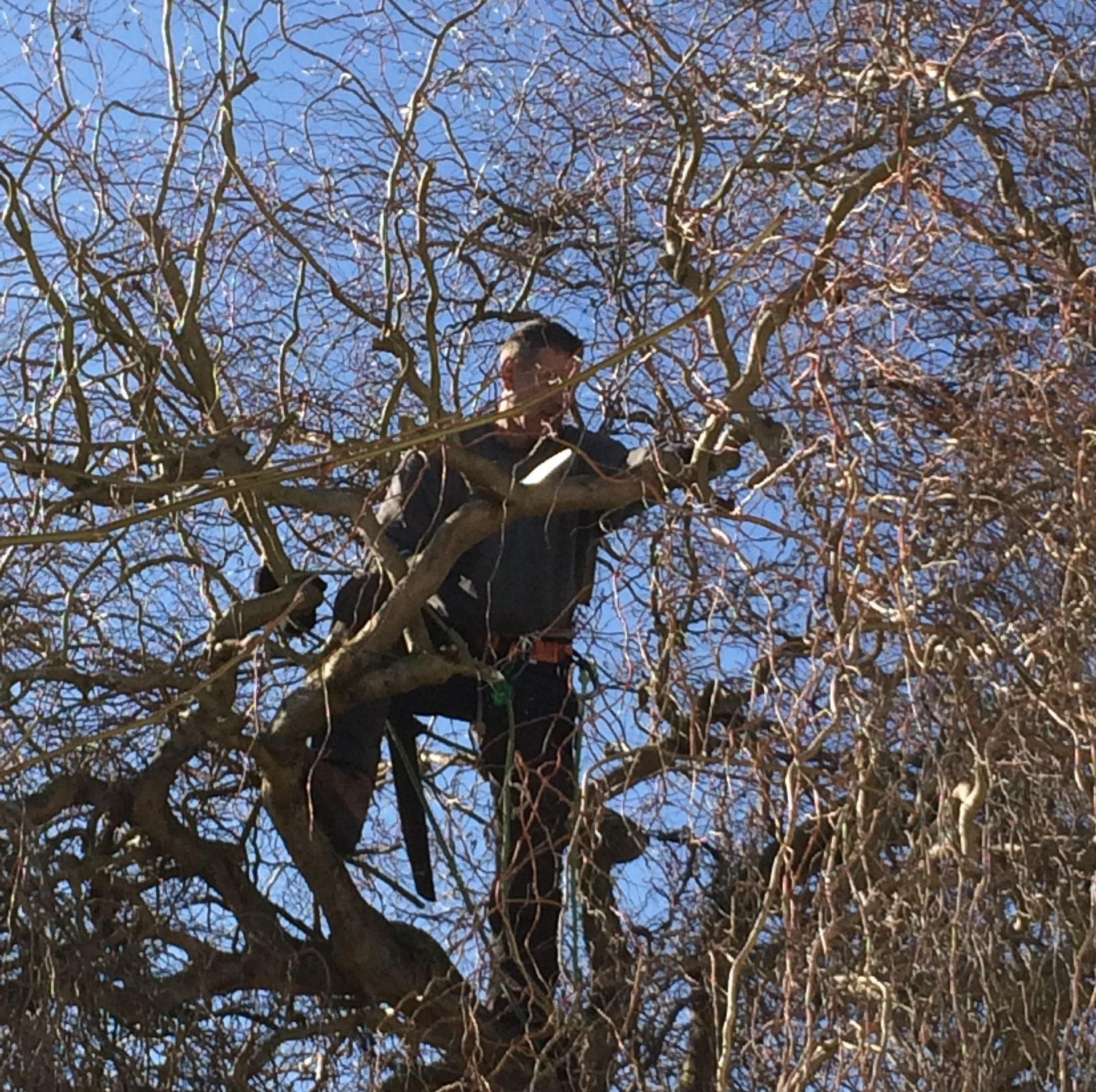 Unterhalt - Baumpflege - Nafzger Gartenbau AG