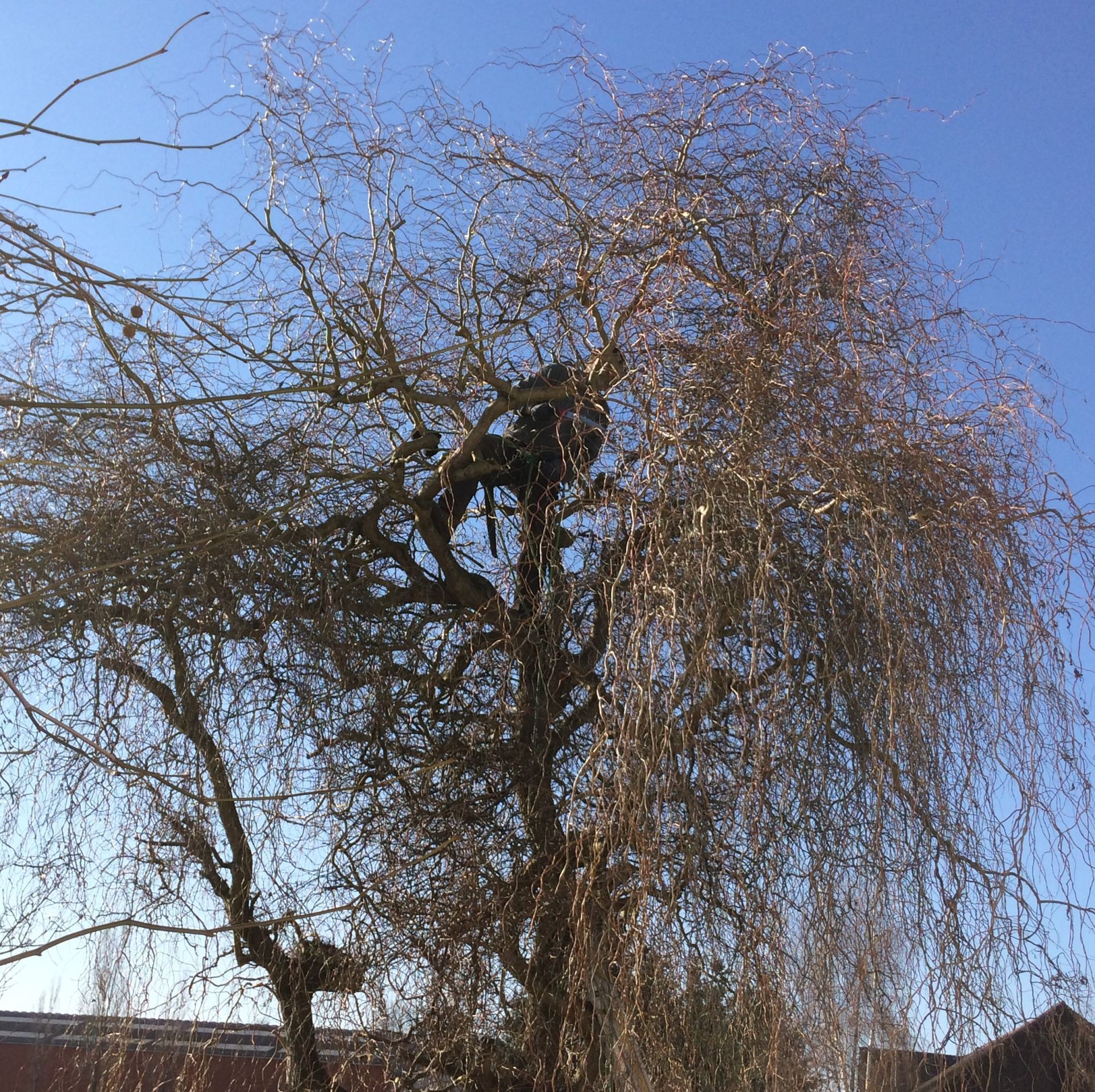 Unterhalt - Baumschnitt - Nafzger Gartenbau AG
