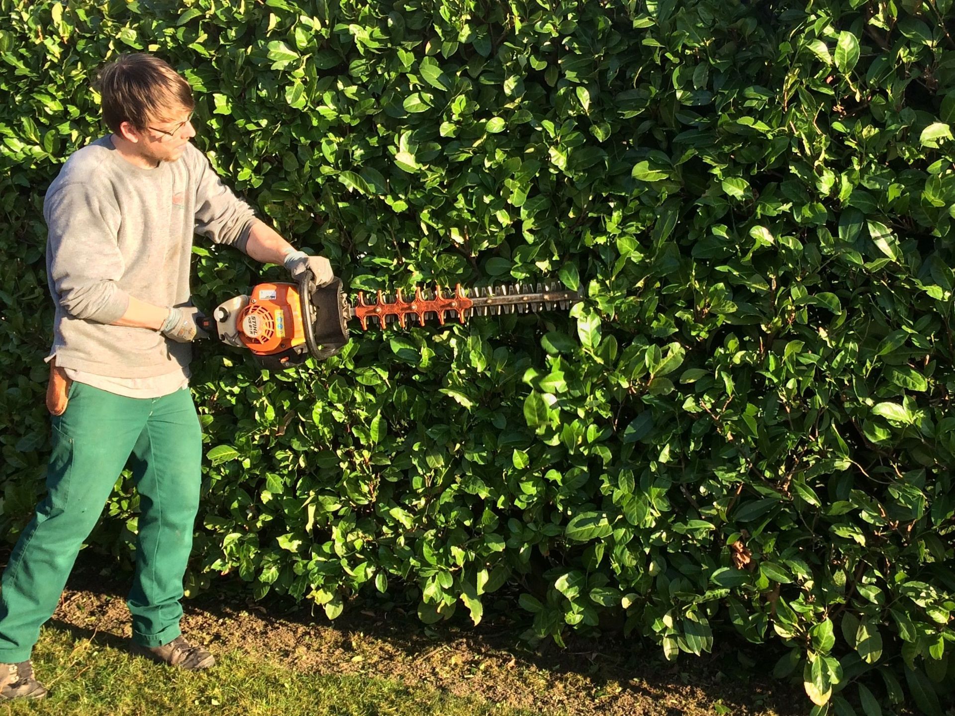 Unterhalt - Hecken schneiden - Nafzger Gartenbau AG
