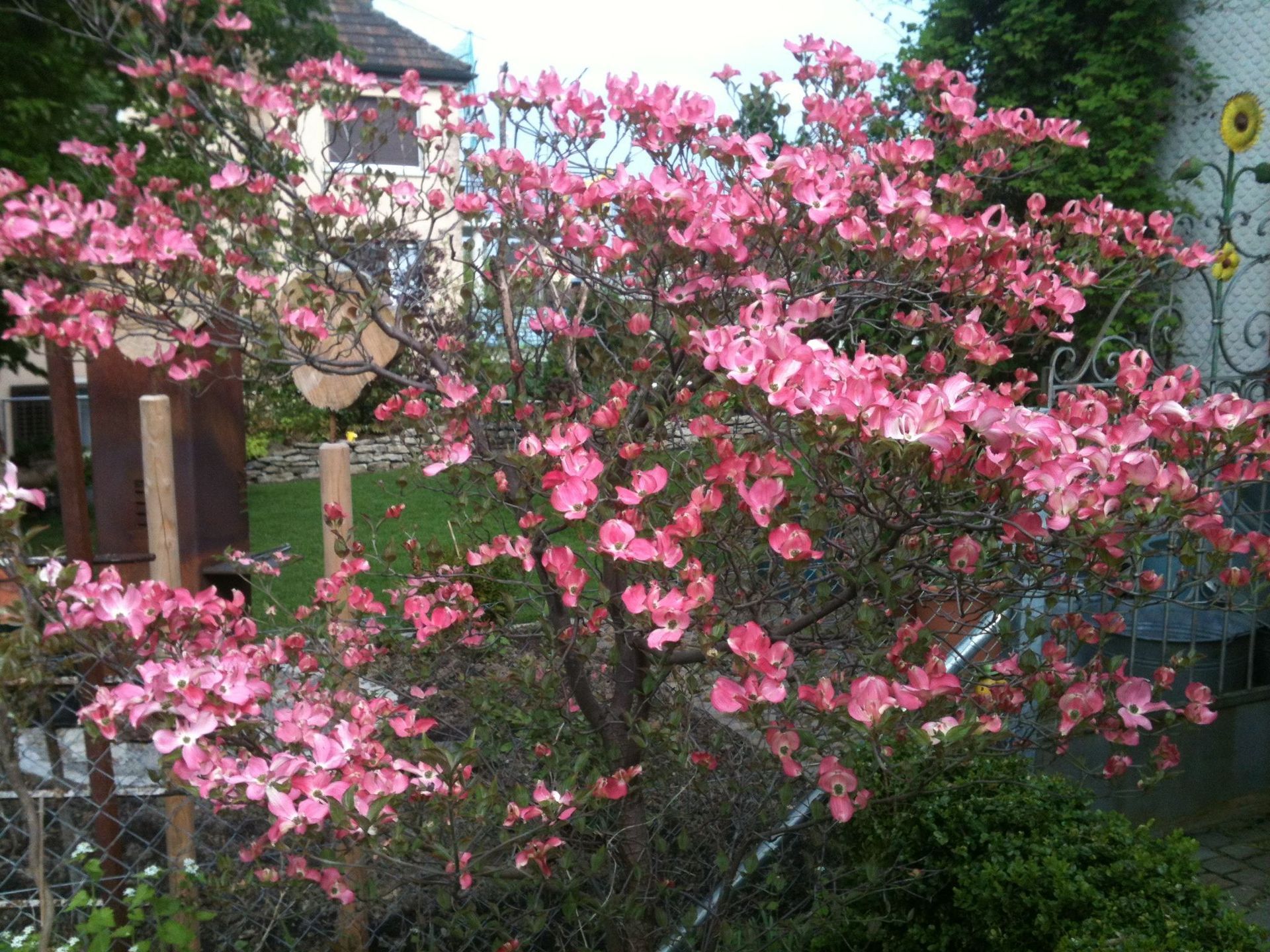 Blühender Baum - Nafzger Gartenbau AG