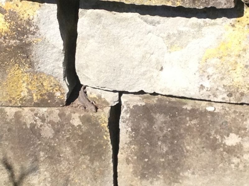 Detail: Steinmauer mit Eidechse - Nafzger Gartenbau AG