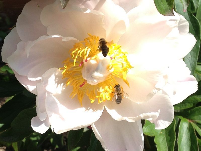 Blumen und Bienen - Nafzger Gartenbau AG