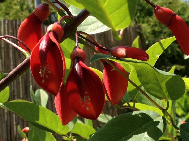 Blumen - Nafzger Gartenbau AG