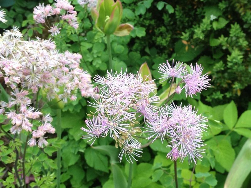 Blumen - Nafzger Gartenbau AG