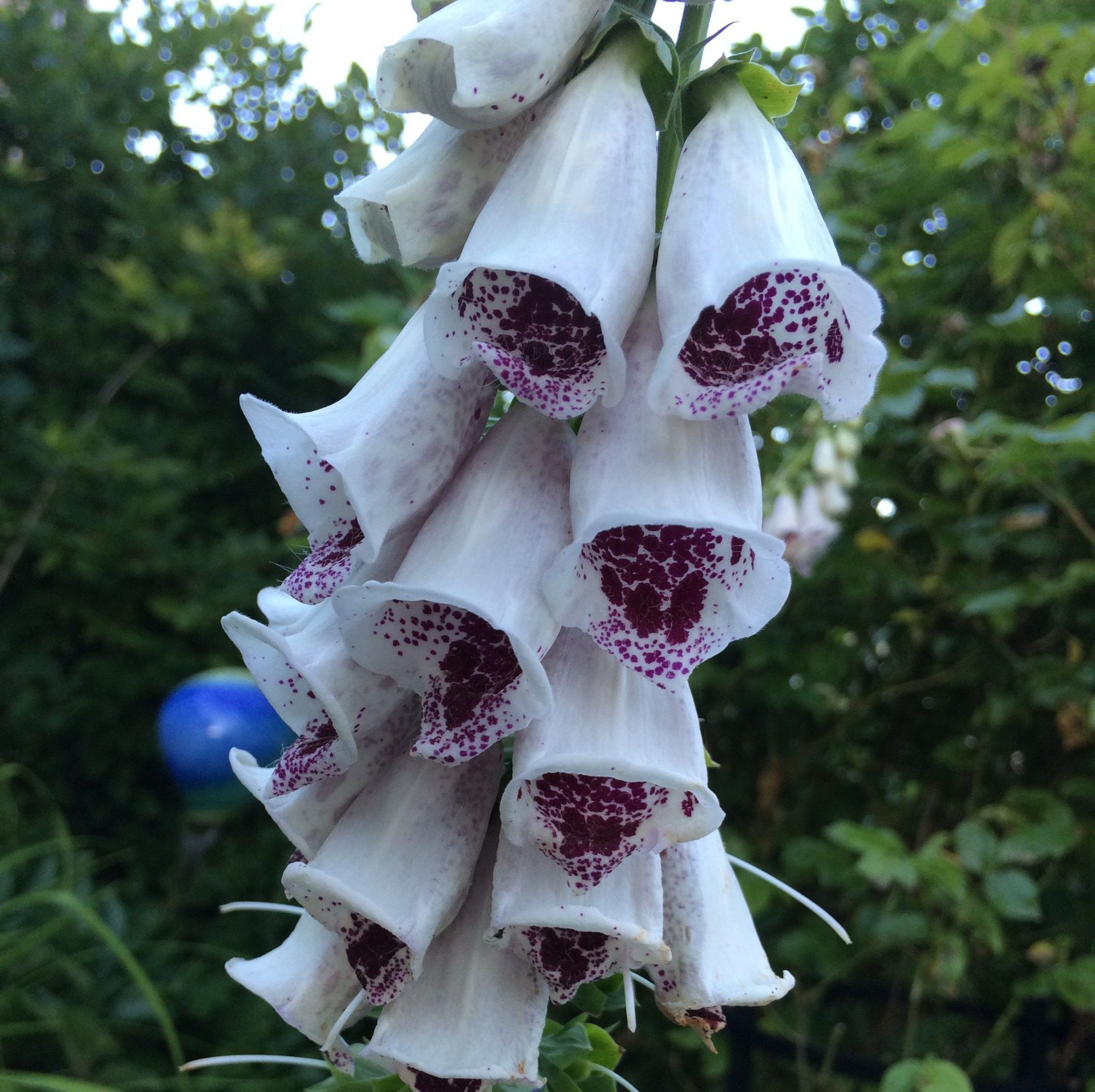 Detail Blume - Nafzger Gartenbau AG