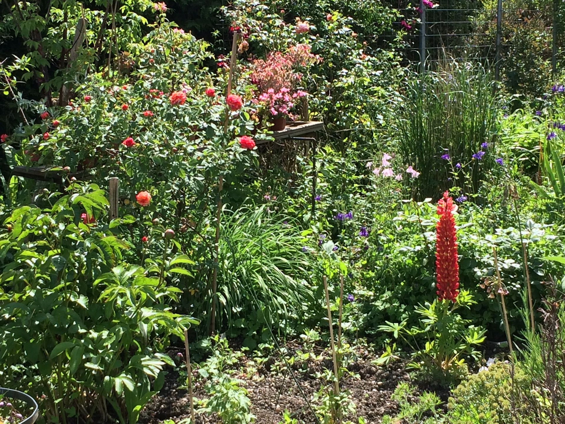 Pflanzenreichtum - Nafzger Gartenbau AG