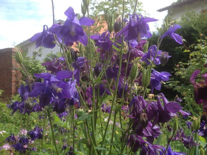 Blumen im Garten - Nafzger Gartenbau AG