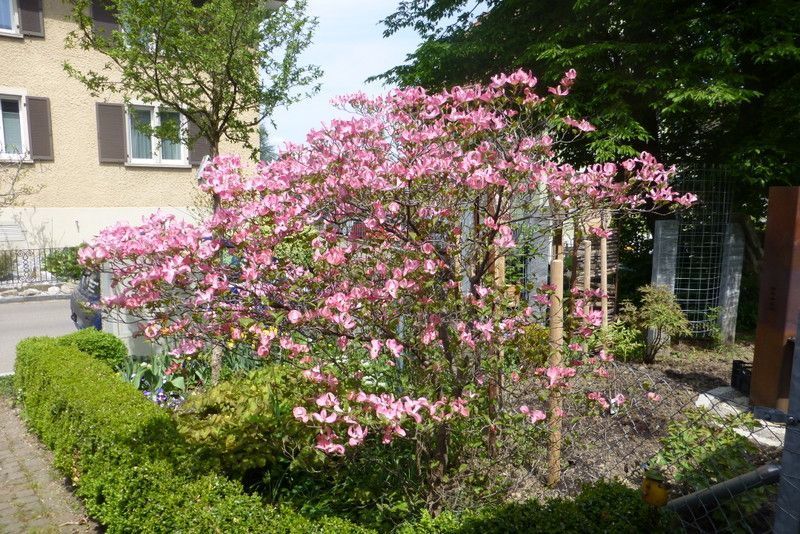 Blühender Garten - Nafzger Gartenbau AG