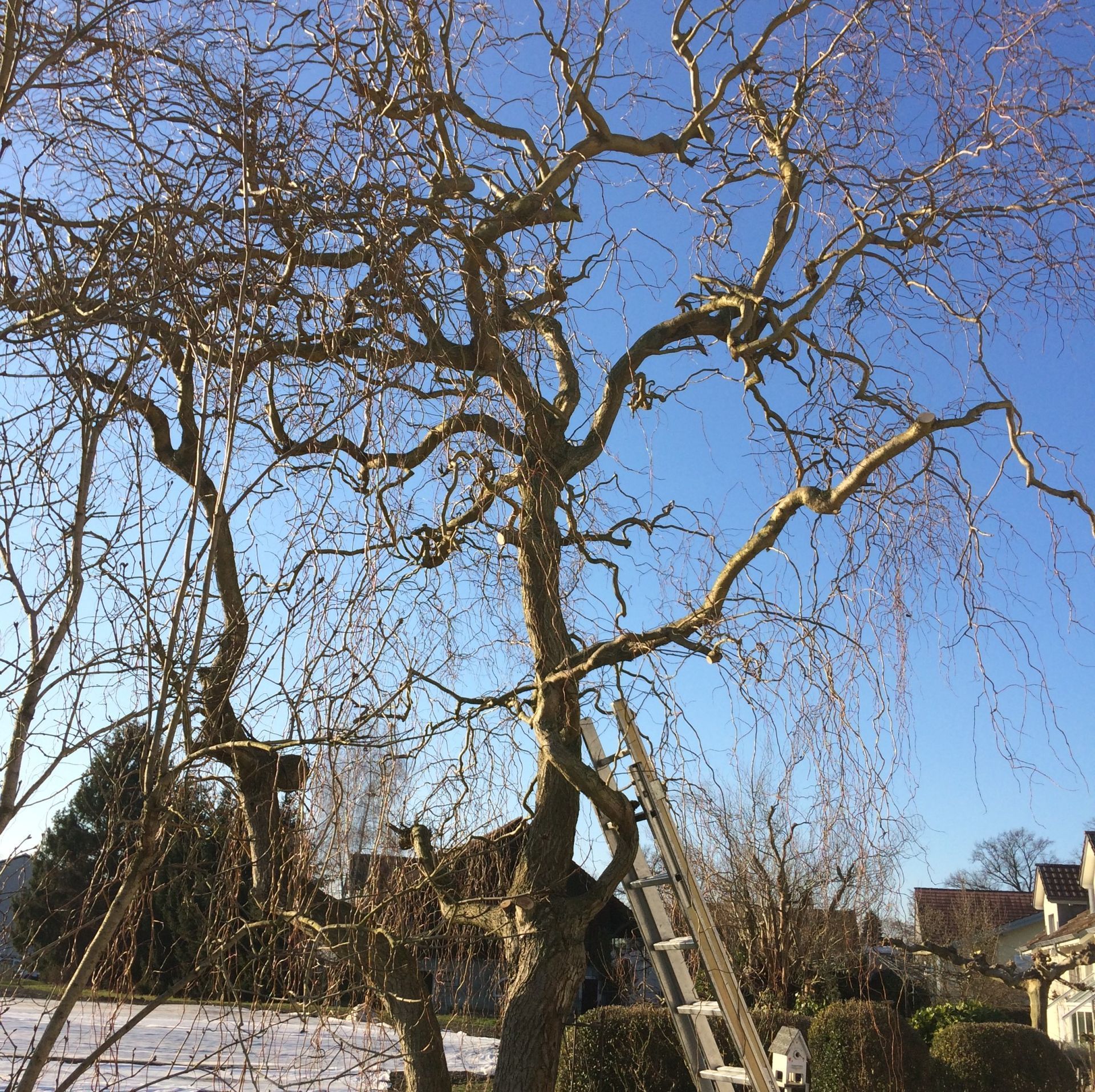 Unterhalt - Vorbereitung Baumpflege - Nafzger Gartenbau AG