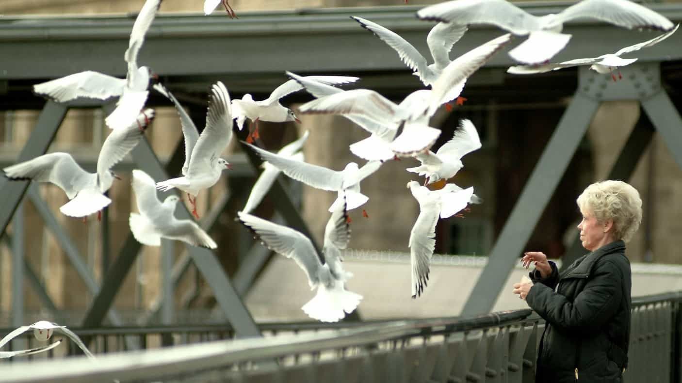 Eine Frau füttert auf einer Brücke eine Schar Möwen; die Vögel fliegen nahe an den Metallträgern der Brücke entlang.
