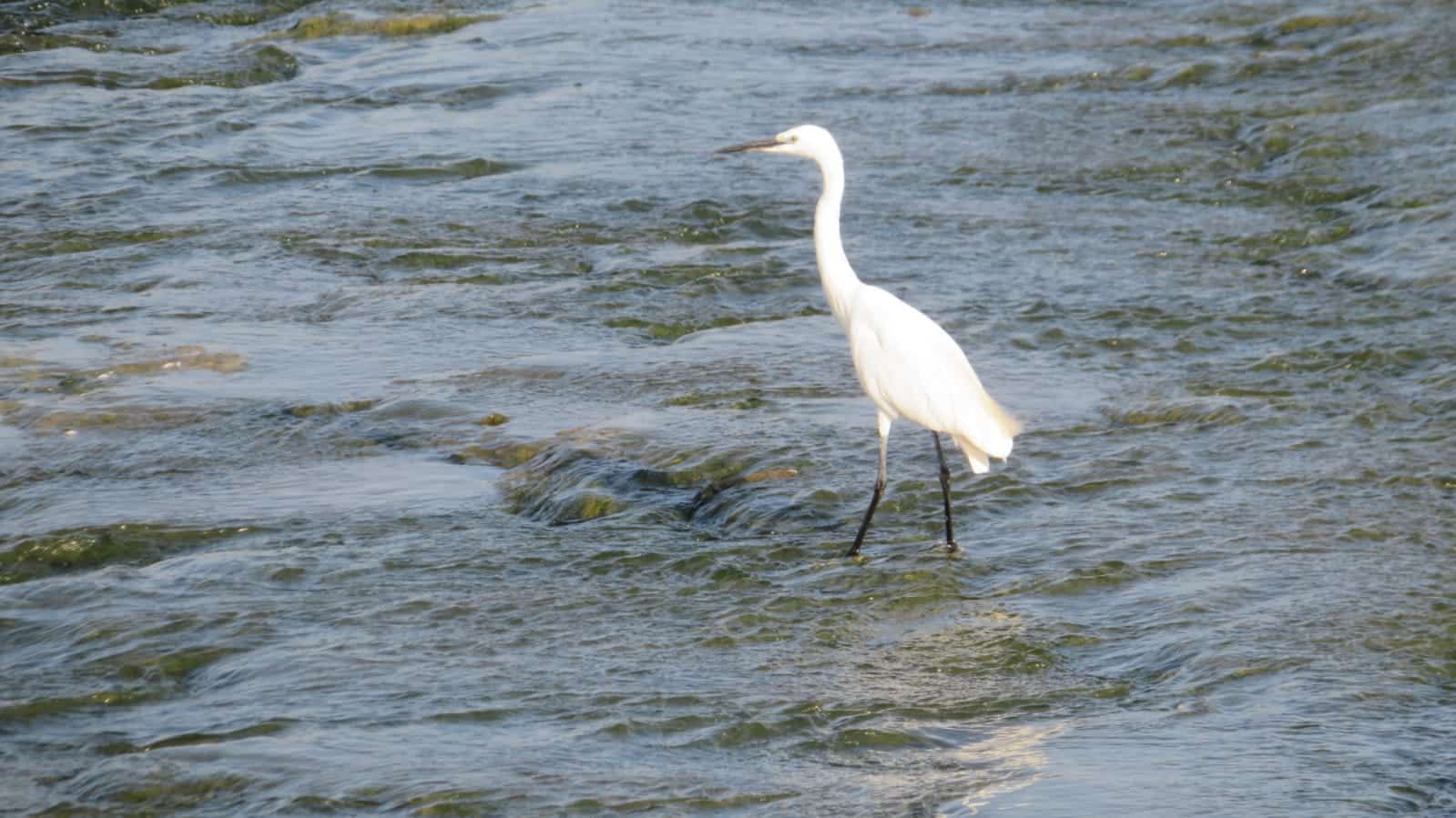 Garza blanca de pie en aguas poco profundas y onduladas.