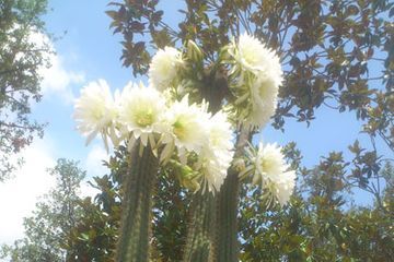 Un ramo de flores blancas crecen en un cactus.