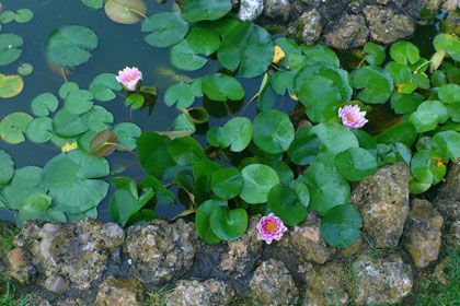 Un estanque lleno de nenúfares y flores rosas.