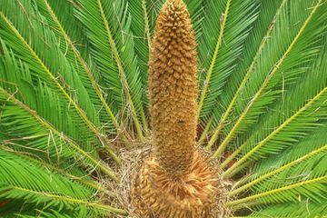 Un primer plano de una palmera con un cono creciendo de ella.