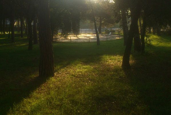 El sol brilla a través de los árboles de un parque.