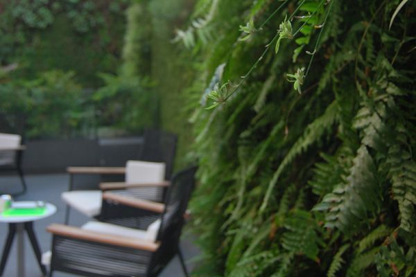 Un patio con sillas y una mesa frente a una pared de helechos.