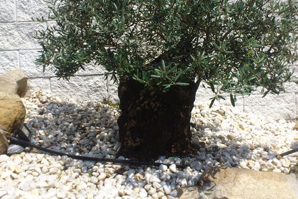 Un pequeño árbol está rodeado de rocas y grava.