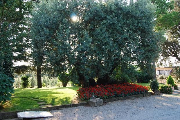 Un exuberante parque verde con muchos árboles y flores.