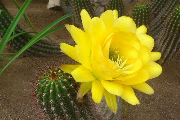 Un primer plano de una flor amarilla en un cactus.