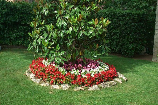 Un árbol está rodeado de flores en un exuberante césped verde.