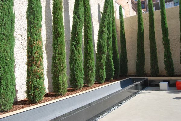 Una hilera de árboles en un jardín al lado de un muro.