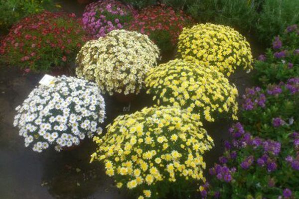 Un ramo de flores amarillas y blancas están sentadas una al lado de la otra en un jardín.