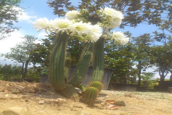 Un cactus con flores blancas crece en la tierra.