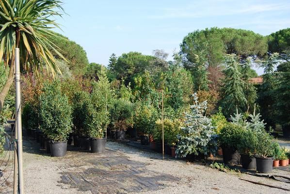 Un montón de plantas en macetas están alineadas en un jardín.