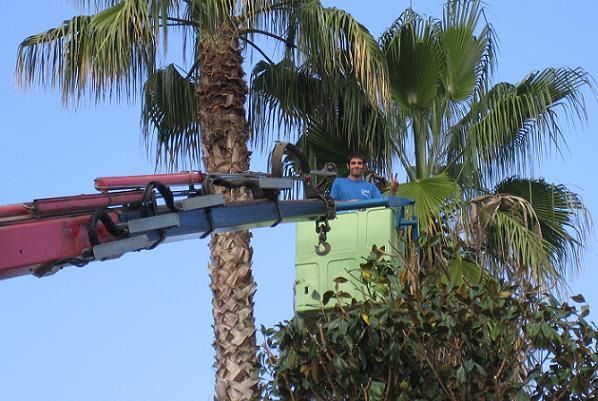 Un hombre está cortando una palmera con una grúa.
