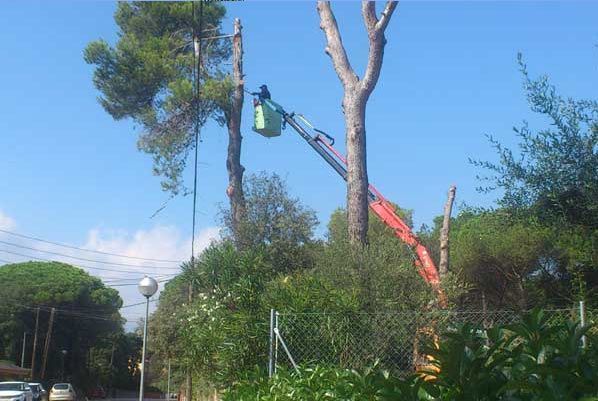 Un hombre está cortando un árbol con una grúa.