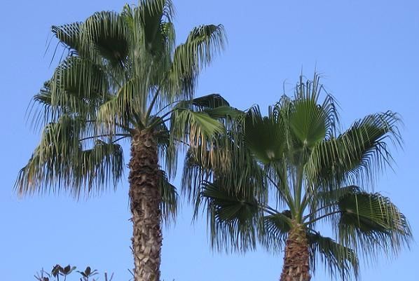 Dos palmeras contra un cielo azul en un día soleado