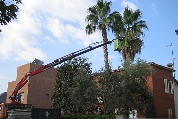 Una grúa está cortando una palmera frente a una casa.