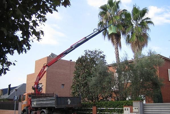 Un camión con una grúa acoplada está levantando una palmera.