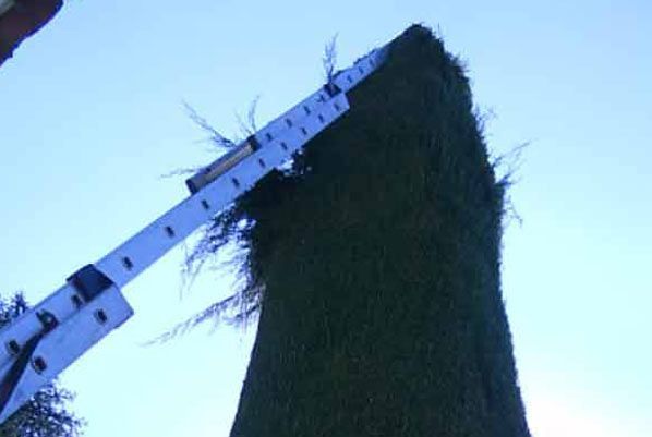 Se está utilizando una escalera para cortar un árbol.
