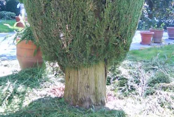 Un primer plano de un tronco de árbol en un jardín.