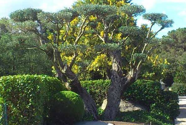 Un árbol grande con muchas ramas está rodeado de arbustos y árboles.