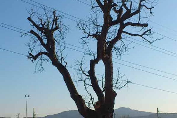 Un árbol sin hojas se recorta contra un cielo azul con líneas eléctricas en el fondo.
