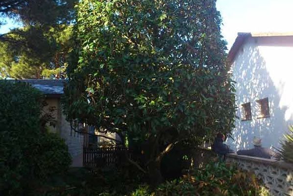 Una casa blanca con un gran árbol delante de ella