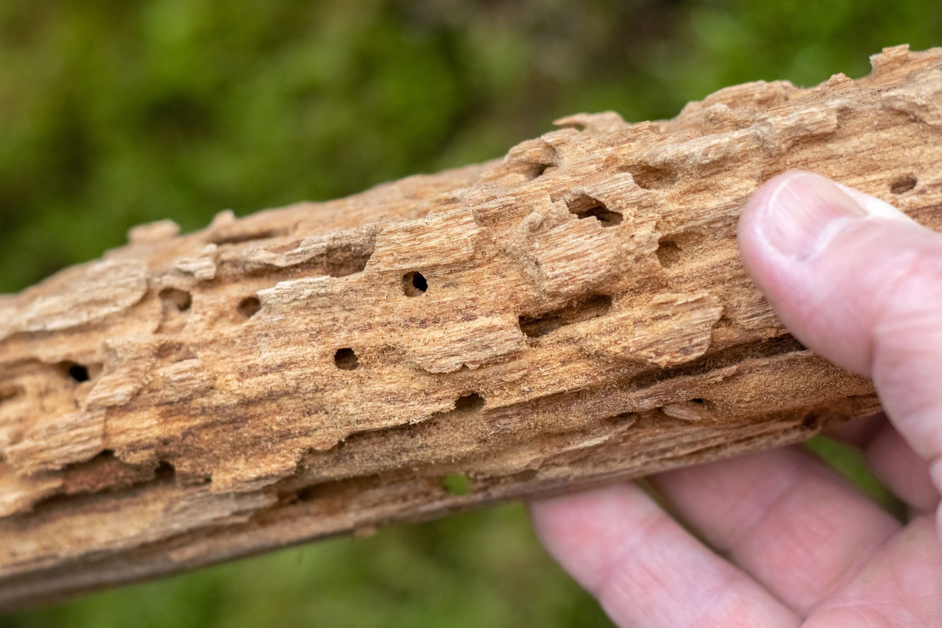 Main tenant un morceau de bois ravagé