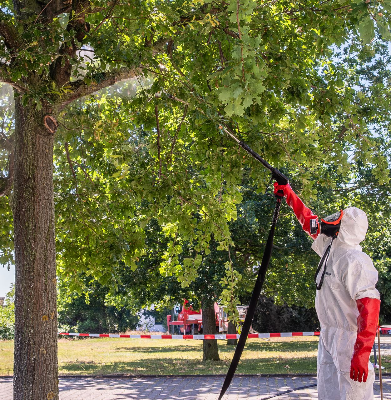 Expert applicant un traitement antichenilles sur un arbre
