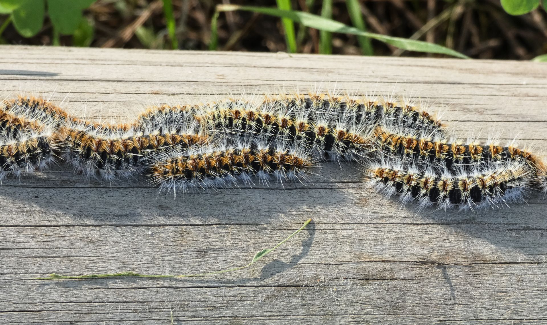Des chenilles au corps brun, aux rayures noires et aux poils blancs rampent sur une bûche de bois patinée.